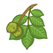 Image:Noyer.gif