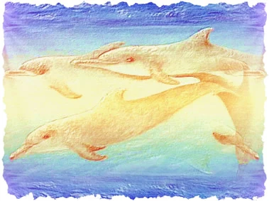 Dolphins7.jpg