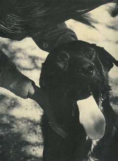 Hippodog.jpg