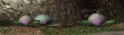 Dstuba.png