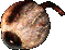 Eye1