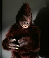Anthropoid ape.jpg