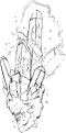 Tsil EGAS.png