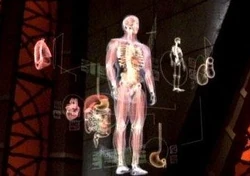 Human anatomy