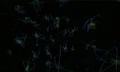 Protons.jpg