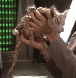 Cardassianvole