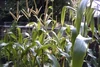 Sweetcorn95