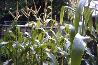 Sweetcorn95