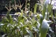 Sweetcorn95.JPG
