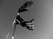 American and German flags.jpg