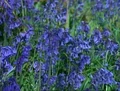 Bluebonnets.jpg