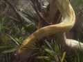 Soukara snake.jpg