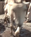 Baku goat.jpg