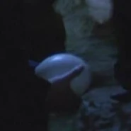 Hanonian egg