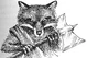 Fox.jpg