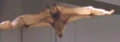 Fruit bat.jpg