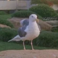 Seagull.jpg