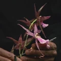Favinit plant.jpg