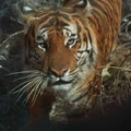 Bengal tiger.jpg