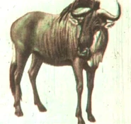 Wildebeest