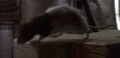 Rat.jpg
