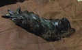 Blackbird wing.jpg