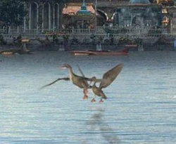 Pato