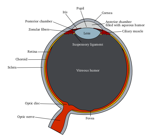 Eye (anatomy) Psychology Wiki