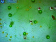 Spore7