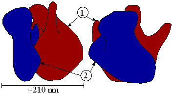 Ribosome structure