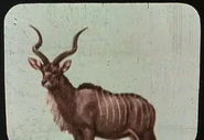 Kudu