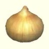 Thumb onionreplica