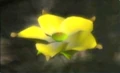 48goldencandypopbud.png
