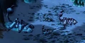 Arachnathid.jpg