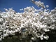 Farningham1.JPG