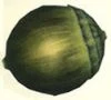 Thumb corpulentnut