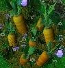 Easter Bunny Carrot Garden