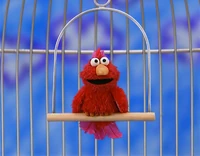 Elmopetbird