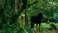 Kateshorse trainer.jpg