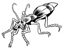 Fefze beetle.jpg