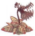 Tooke-trap plant.jpg
