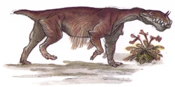 Saw-toothed grank.jpg