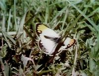 Butterflies.jpg