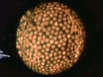 Fesarius
