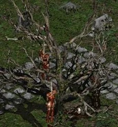 Blood Raven cemetary tree