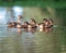 Duck Ep 2