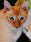 SunCat-main