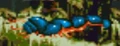 DagobahCaterpillar.jpg