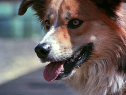 Timepiecedogs