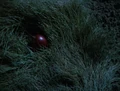 Fire fruit.jpg